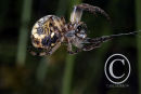 Garden Spider spinning a web.
